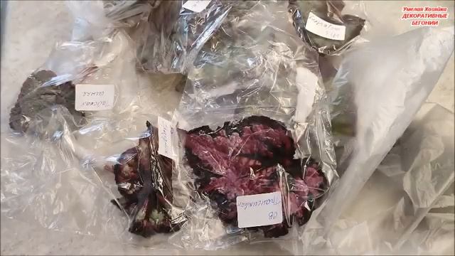 РАСПАКОВКА ПОСЫЛКИ с листами ? Декоративнолиственных БЕГОНИЙ