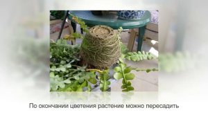 ЭПИФИЛЛУМ – лесной (листовидный) кактус. Как заставить пышно цвести ЭПИФИЛЛУМ