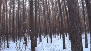 Охота с Эстонскими гончими,по первому снегу!(по первой белой тропе)