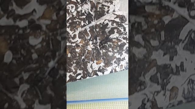 Как готовить грибы смотреть онлайн