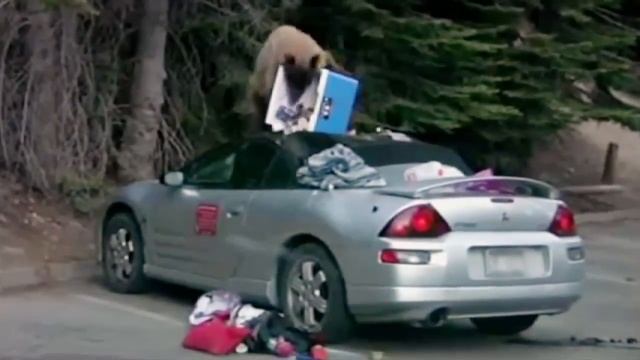 Медведь атакует автомобиль смотреть онлайн