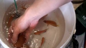 Отправки Дискусов. Работа в разводне.