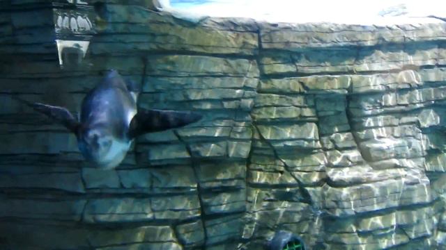 пингвин Гумбольдта (перуанский пингвин) смотреть онлайн