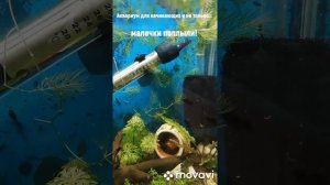 Превращение личинок Данио в мальков-- как кормить..