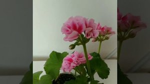 Сортовая пеларгония Барынька