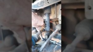 аморт от Шнивы на Бонго