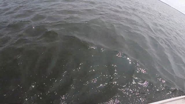 Best Bait for Crabbing? Chicken (Necks) VS Fish (Spot)