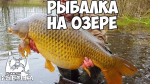 Русская Рыбалка 4, Новый рекорд, Поймал Карпа
#РусскаяРыбалка4 #RussianFishing4