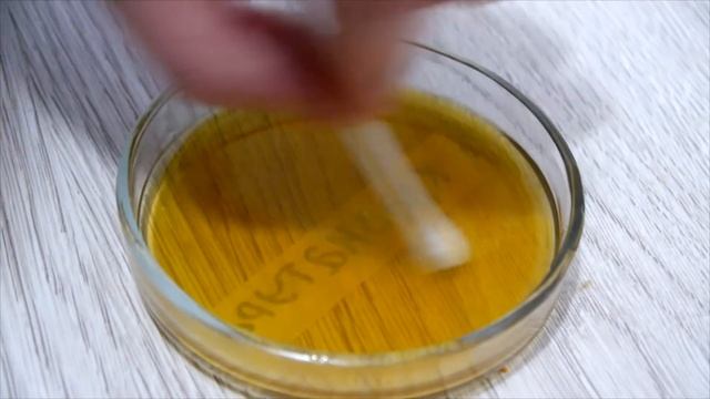 ВЫРАСТИЛ БАКТЕРИИ с ЛАПЫ ЕНОТА, в ЧАШКЕ ПЕТРИ смотреть онлайн