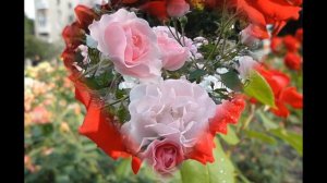 +Цветы для любимой