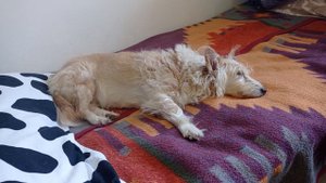 Что случилось после 10 дней лечения сердечной недостаточности у моей собачки Дуни