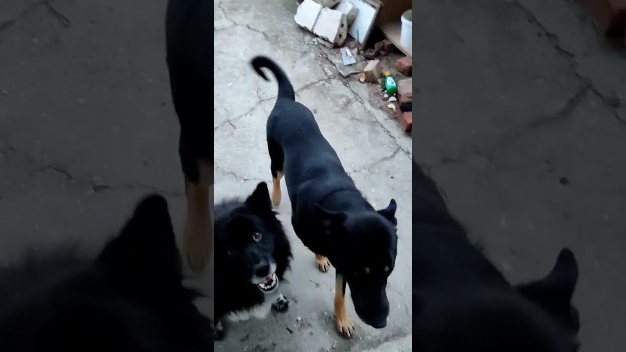 гулять пойдем? реакция собак #виделивидео #моипитомцы #doglover #дрессировкасобаки #кошкиндом