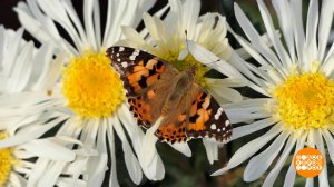 Бал хризантем: кто станет королевой? Доброе утро. Фрагмент выпуска от 17.11.2023