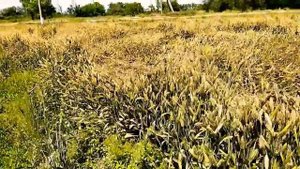 безостый озимый ячмень# красавец#потенциал 85ц