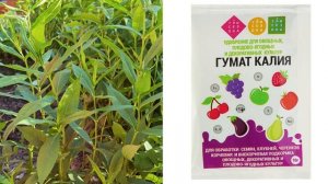 После этой подкормки ФЛОКСЫ будут цвести пышно!