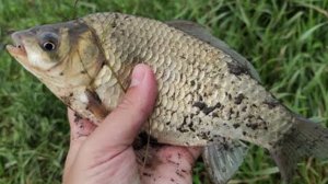 ЛУЧШАЯ СНАСТЬ НА КАРАСЯ. ЛОВЛЯ КАРАСЯ НА ДОНКИ. УДАЧНАЯ РЫБАЛКА НА КАРАСЯ.