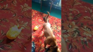 Собака ест курицу