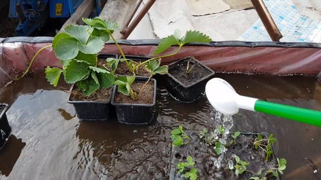 Клубника из семян. смотреть онлайн