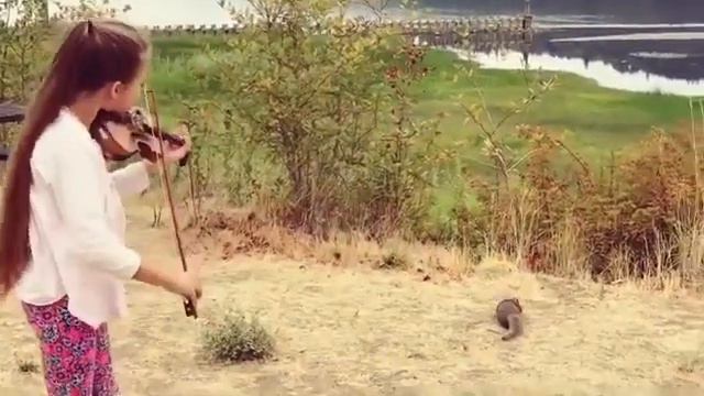 Karolina  Protsenko is playing Violin for a little Squirrel -Hallelujah Leonard Cohen смотреть онлайн