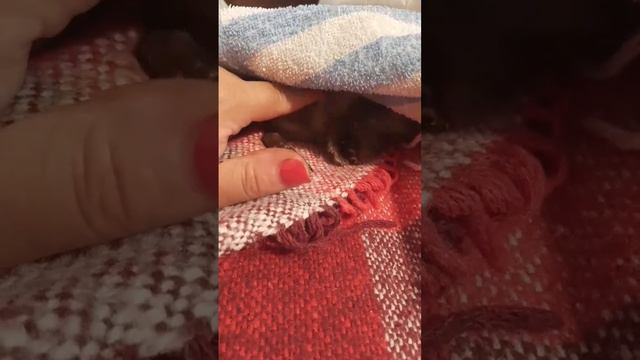 #ёжик Бублик #красивый#ёжик чухает пузико# смотреть онлайн