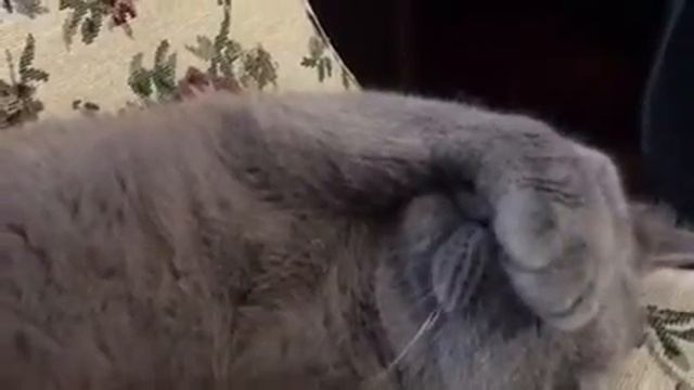 Кошка спит