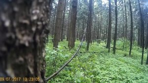 Какой камуфляж выбрать для тайги