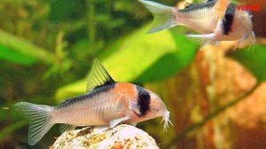 Аквариумный сомик Коридорас Адольфа Содержание в аквариуме Разведение и Совместимость