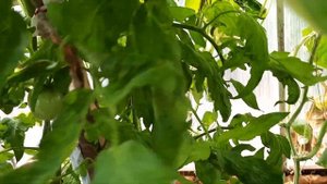 Сорта томатов, которые могут плодоносить до заморозков, у которых листва не поражается болячками.