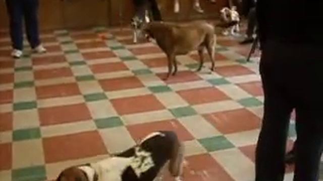 Basset memorial for Helen May 2011 смотреть онлайн