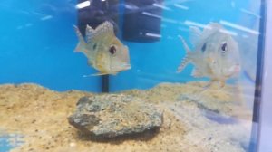 Геофагус суринамский (Geophagus surinamensis)