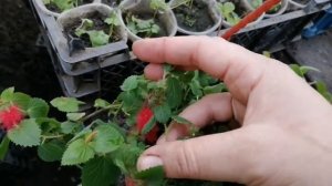 Акалифа черенкование и деление куста.