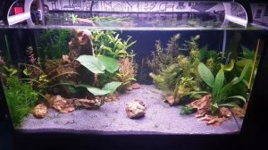 Аквариум 60 литров