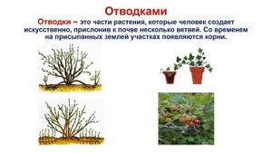 Тема 30. Вегетативное размножение растений. Практическая работа № 4 Способы вегетативного размн.