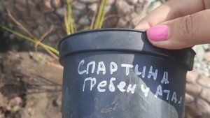 РАСТЕНИЯ ДЛЯ БЕРЕГОВОЙ ЛИНИИ ДЕКОРАТИВНОГО ПРУДА. САДОВЫЙ ЦЕНТР "ДревоСад".