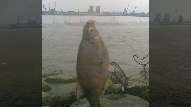 Рыбалка фидером в Клайпеде 2012г. (слайд-шоу) смотреть онлайн