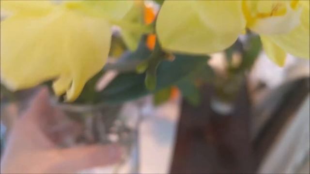 FWC Phalaenopsis updates смотреть онлайн