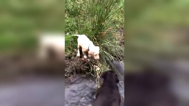 Приколы и Смешные Видео с Животными 2018 Лучшие приколы за 22.04.2018 смотреть онлайн