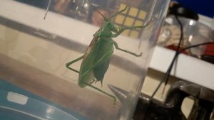 Как стрекочет кузнечик