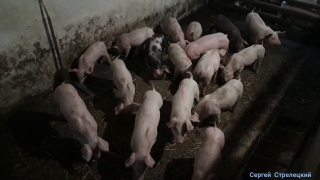 НОВОЕ кормление ПОРОСЯТ после отъёма.