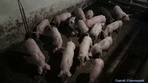 НОВОЕ кормление ПОРОСЯТ после отъёма.