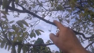На чем плодоносит грецкий орех