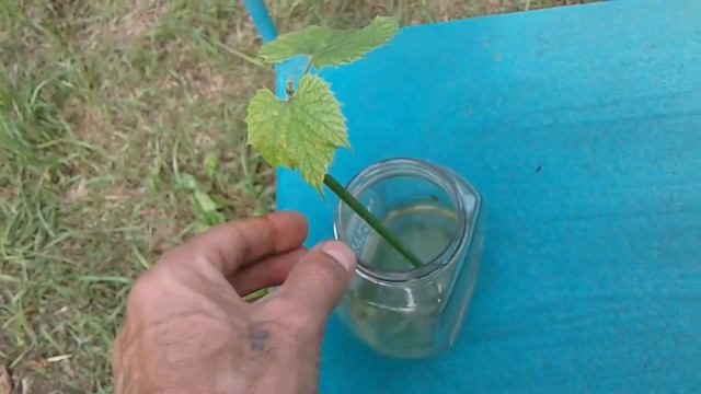 РАЗМНОЖЕНИЕ ВИНОГРАДА ЗЕЛЕНЫМ ЧЕРЕНКОМ 2