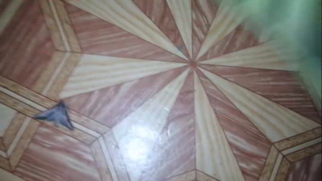 Кот и мотылек смотреть онлайн