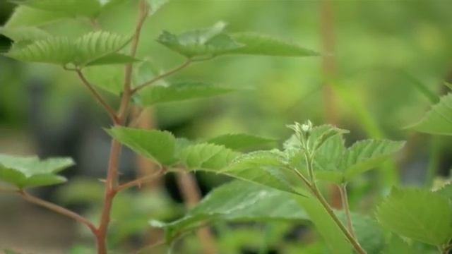 Защита от колорадского жука смотреть онлайн