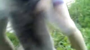 Издевательство над котом