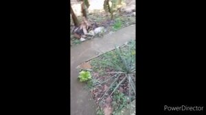 учим стих с новым концом//наши подвалы//тепло +19//налепила вареников//смотрим кино//(1 год назад)