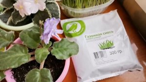 ГАЗОННАЯ ТРАВА ?? ВЫРАЩИВАНИЕ ТРАВЫ ДЛЯ МОРСКОЙ СВИНКИ. ЧЕМ КОРМИТЬ МОРСКУЮ СВИНКУ ЗИМОЙ ?❄️