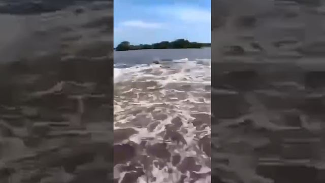 монстры в воде