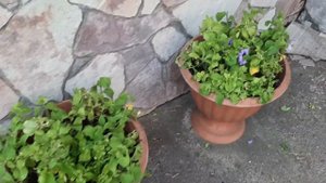 💐Обрезка ПЕТУНИИ в июле🌷🌼