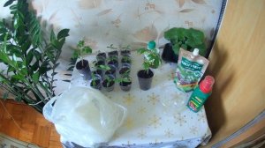 КАК ВЫРАСТИТЬ КРЕПКУЮ РАССАДУ ТОМАТОВ.